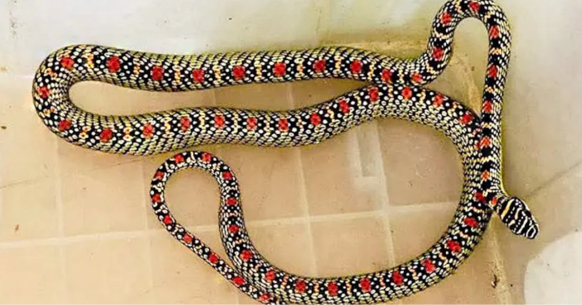 স্টাফ কোয়ার্টার' থেকে 'কালনাগিনী সাপ' উদ্ধার।