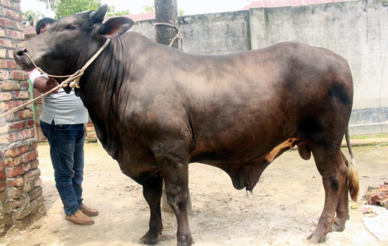 রাজকীয় গড়নে আলোচনায় ‘দিনাজপুরের সম্রাট’