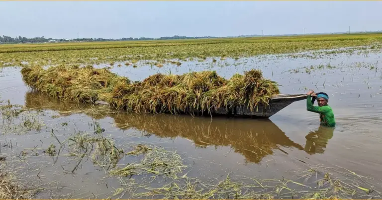 কিশোরগঞ্জে আড়াই হাজার হেক্টর জমির ধান তলিয়ে গেছে