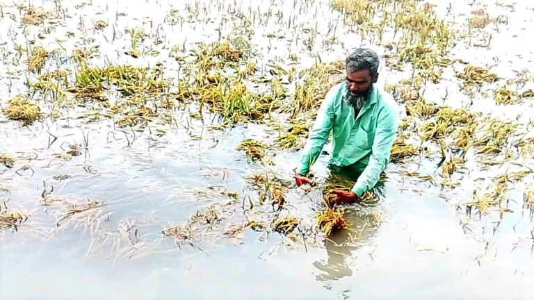 বৃষ্টিতে তলিয়ে গেছে আটপাড়ার হাঁসকুড়ি বিলের ধান
