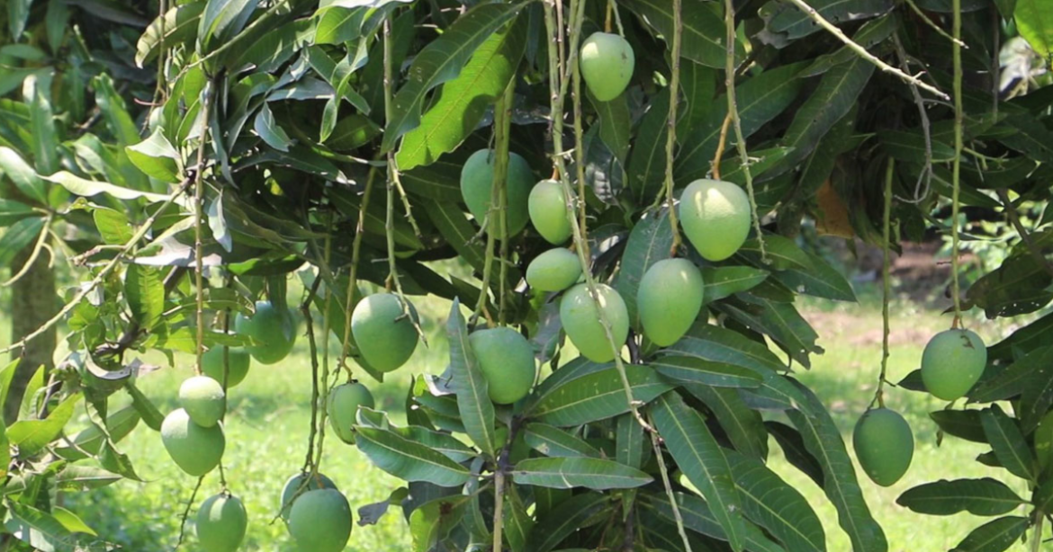 রাজশাহী জেলার বিখ্যাত ও সুস্বাদু আম সংগ্রহ করার সময় নির্ধারণ করে দিয়েছে জেলা প্রশাসন।