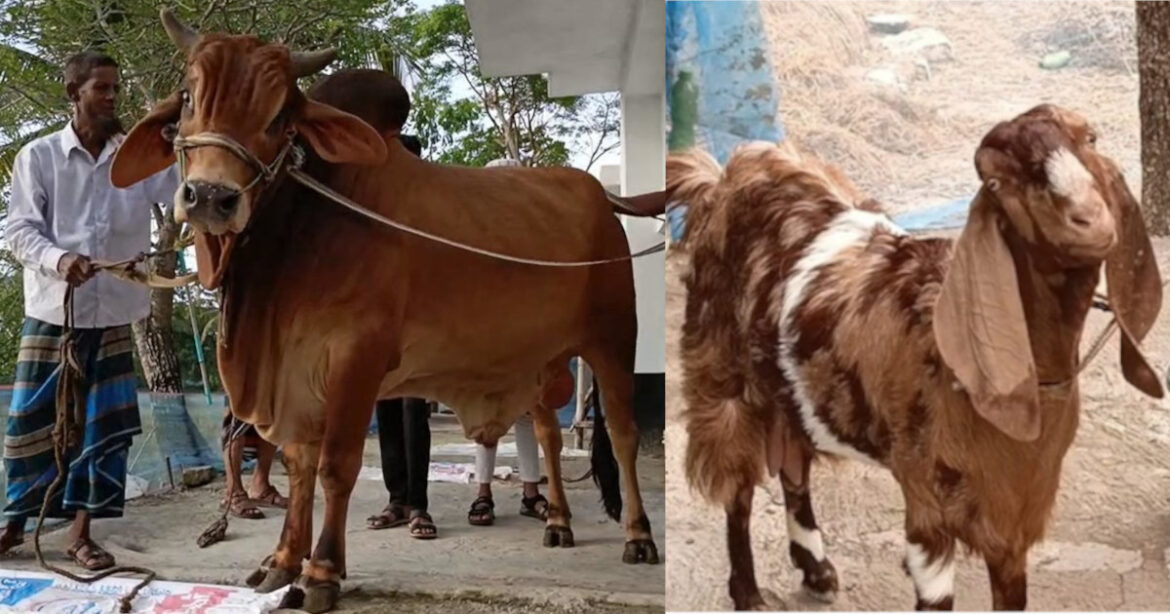 কোরবানি ঈদ সামনে রেখে বাগেরহাট সদর উপজেলার বাগদিয়া গ্রামে আলোচনার কেন্দ্রবিন্দুতে পরিণত হয়েছে বিশাল আকৃতির ব্রাহমা জাতের ষাঁড় ‘লাল বাদশা’।