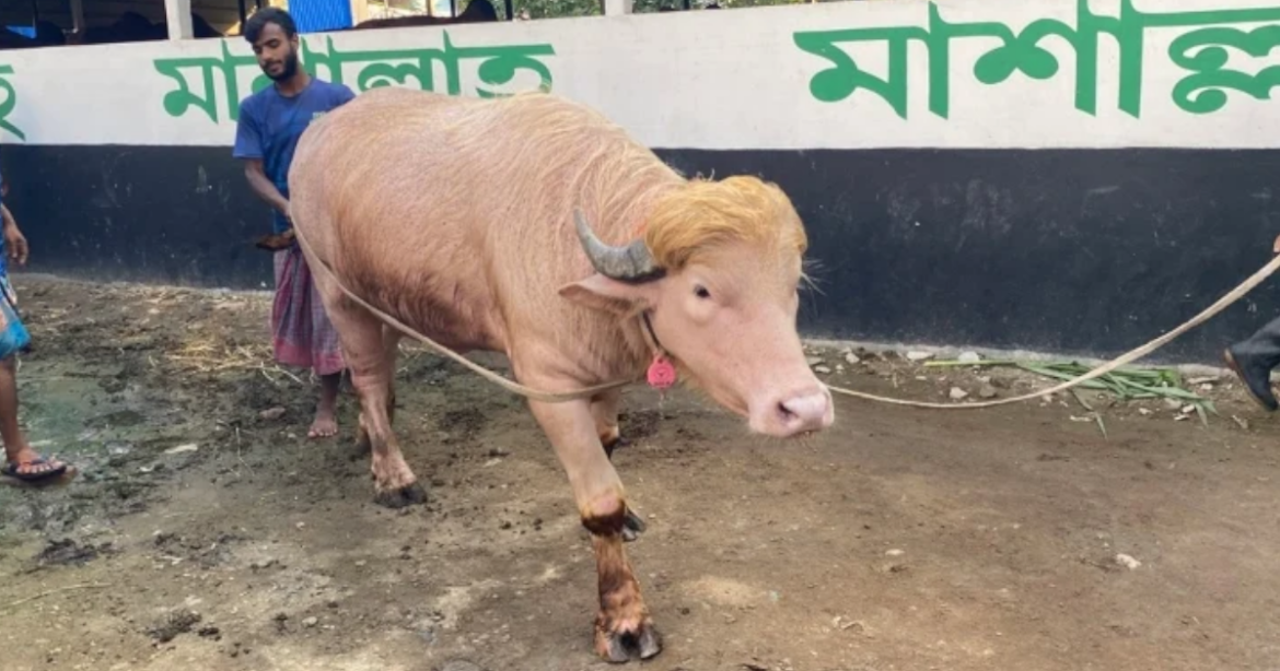 ঈদ কেন্দ্র করে আলোচনার জন্ম দিয়েছিল অ্যালবিনো জাতের মহিষ ‘ডোনাল্ড ট্রাম্প’।