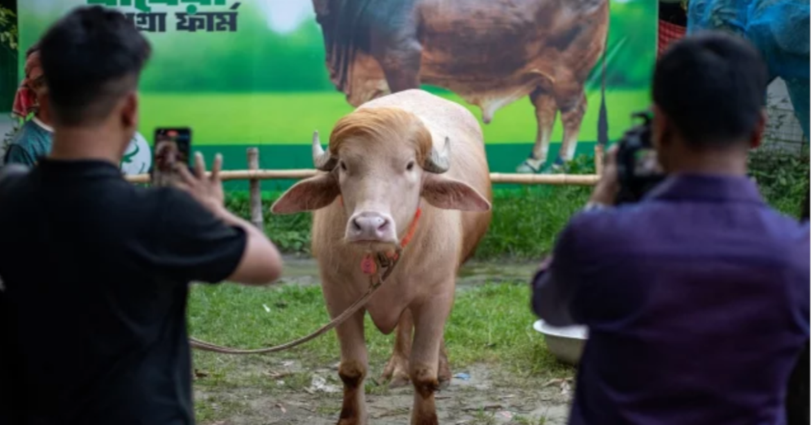 মাথাভর্তি সোনালি চুল আর রাজকীয় চালচলন নিয়ে আন্তর্জাতিক অঙ্গন এখন কাঁপিয়ে বেড়াচ্ছে বাংলাদেশের একটি মহিষ। গৃহস্থ তার নাম দিয়েছে ‘ডোনাল্ড ট্রাম্প’।