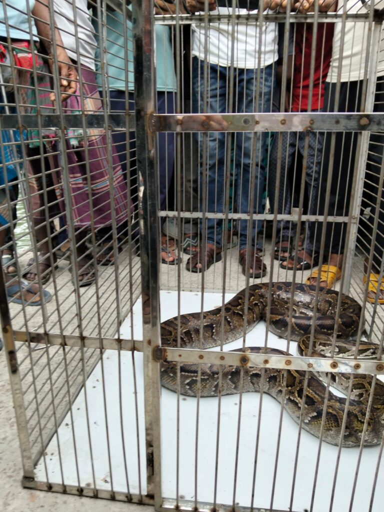 সুন্দরবনের লোকালয়ে ৫ ফুট ১০ ইঞ্চির অজগর সাপ উদ্ধার