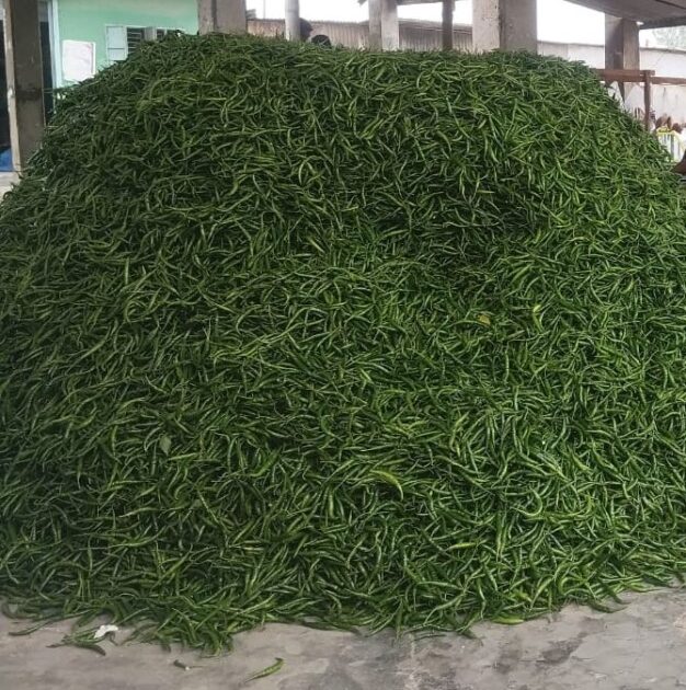 বিদেশে রপ্তানি হয় মানিকগঞ্জের ‘কাঁচা মরিচ’