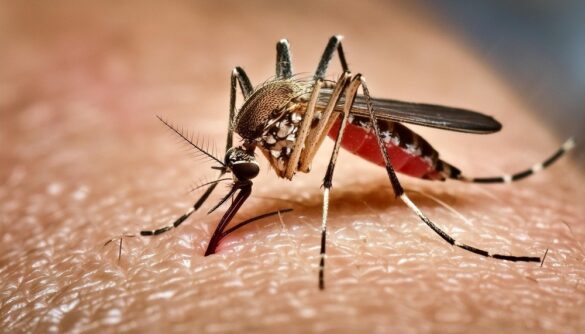 সারাদেশে গত ২৪ ঘণ্টায় ডেঙ্গু আক্রান্ত হয়ে ২ জনের মৃত্যু হয়েছে। একই সময়ে ১৫৭ জন ডেঙ্গু আক্রান্ত হয়ে দেশের বিভিন্ন হাসপাতালে ভর্তি হয়েছেন।