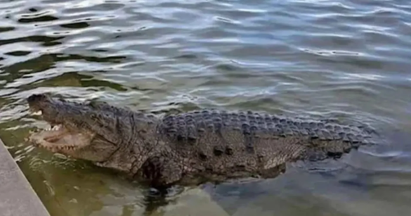 বাগেরহাট জেলার ঐতিহাসিক হযরত খানজাহান আলী (রহ.) এর মাজার সংলগ্ন দীঘিতে থাকা কুমিরটি সুন্দরবন স্থানান্তরের সিদ্ধান্ত নিয়েছে জেলা প্রশাসন।