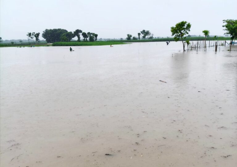 চুয়াডাঙ্গায় টানা বর্ষণে ফসলের ব্যাপক ক্ষতি