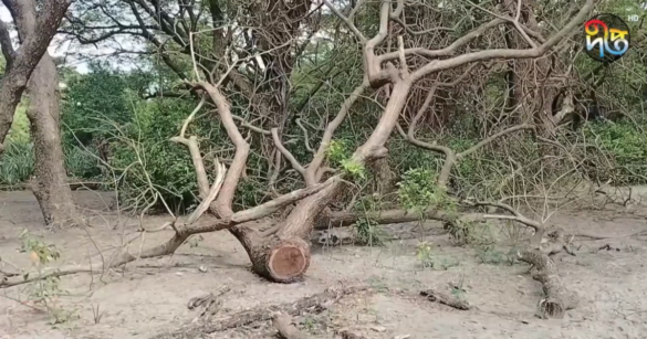 প্রকাশ্যে কেটে নেয়া হচ্ছে পটুয়াখালীর কুয়াকাটা সমুদ্র সৈকত সংলগ্ন সংরক্ষিত বনাঞ্চলের গাছ।