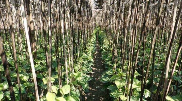 কিশোরীকে অজ্ঞান করে পানের বরজে নিয়ে ধর্ষণ