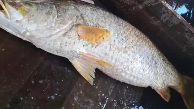 ১৬ কেজির কোরাল ২৪ হাজারে বিক্রি