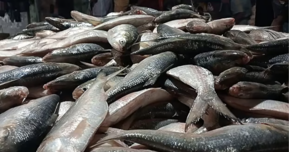 পটুয়াখালী জেলার কুয়াকাটা সংলগ্ন বঙ্গোপসাগরে এক মাছধরা ট্রলারে ধরা পড়েছে ৪৬ মণ ইলিশ।