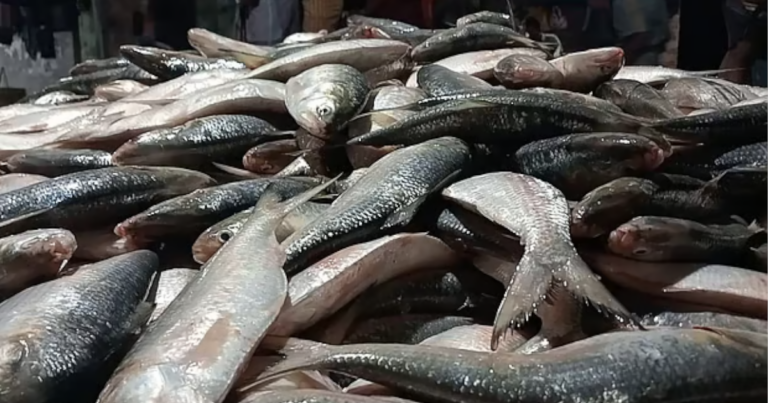 এক টানেই জালে উঠল ৪৬ মণ ইলিশ, দাম সাড়ে ৪৮ লাখ