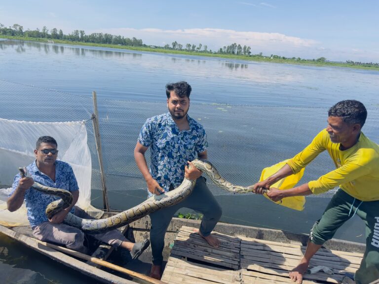 শ্রীমঙ্গলে হাইল হাওরে জেলেদের জালে ১৬ ফুটের অজগর