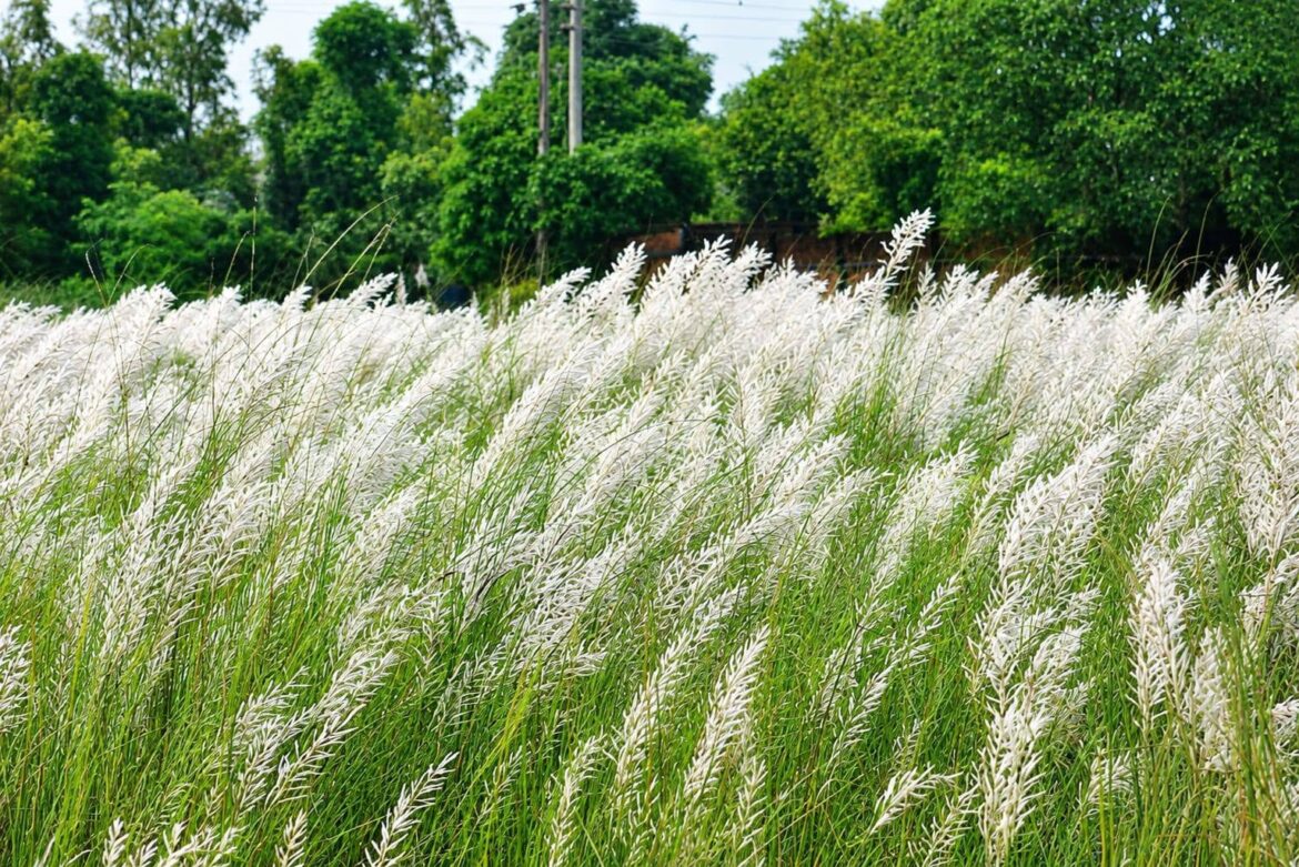 শরতের শুভ্রতায় অপরূপ রূপ ধারণ করেছে নলছিটির প্রকৃতি।