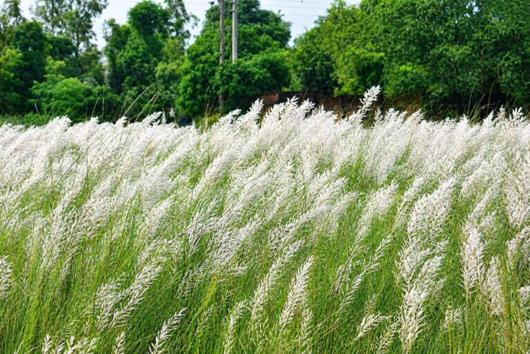 কাঁশফুলের শুভ্রতায় সেজেছে ঝালকাঠির নলছিটি