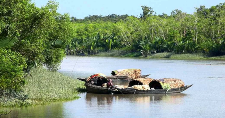 সুন্দরবনে দস্যুদের উৎপাতে আতঙ্কে বনজীবীরা