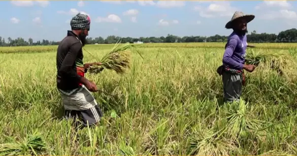 উত্তরের শস্যভান্ডার হিসেবে খ্যাত নওগাঁয় এবার আউশ ধানের বাম্পার ফলন হয়েছে। তবে বাজারে ধানের ভালো পাচ্ছেন না কৃষকরা।